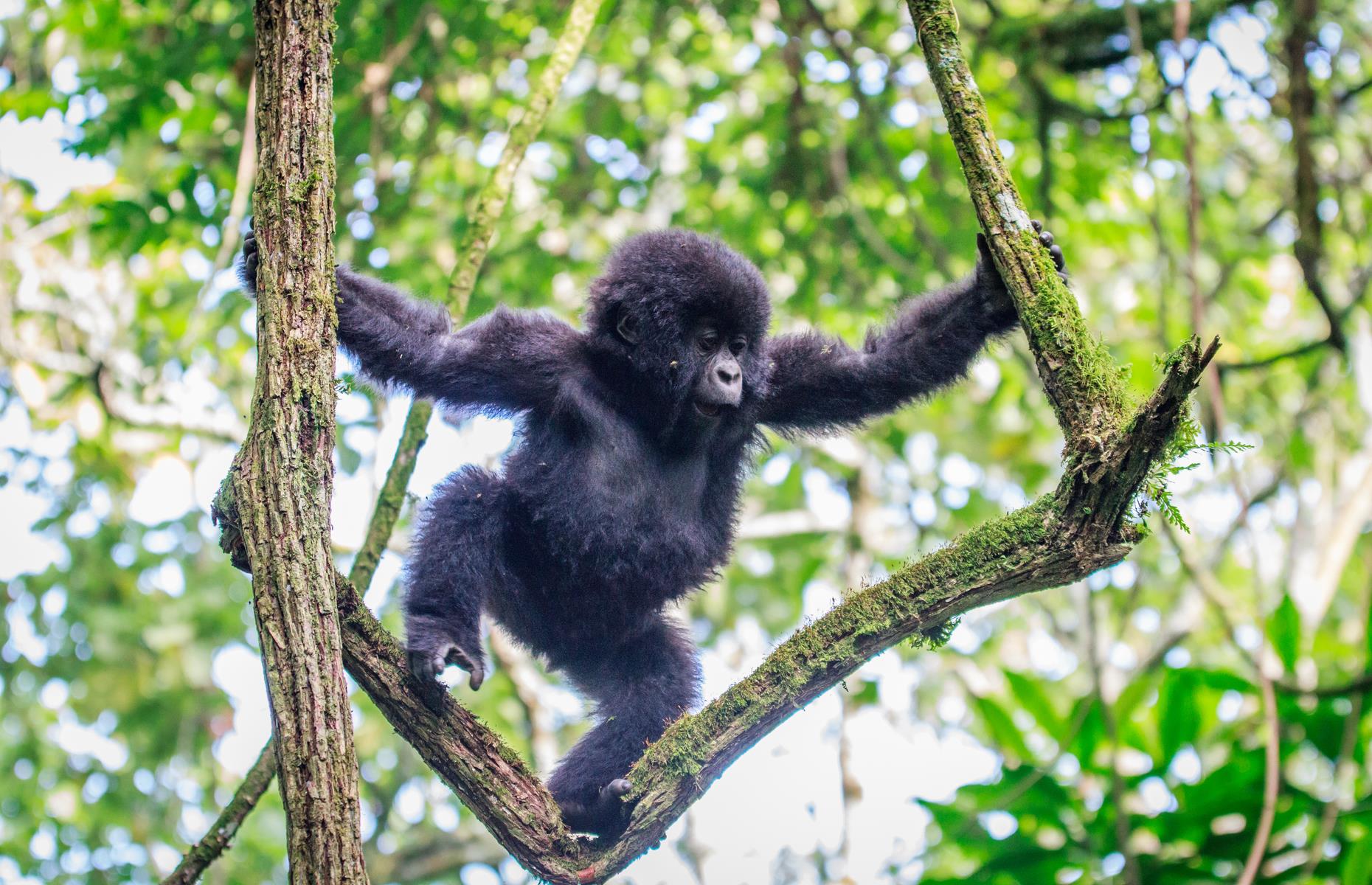 Democratic Republic of the Congo